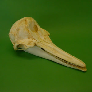 short-beaked common dolphin skull