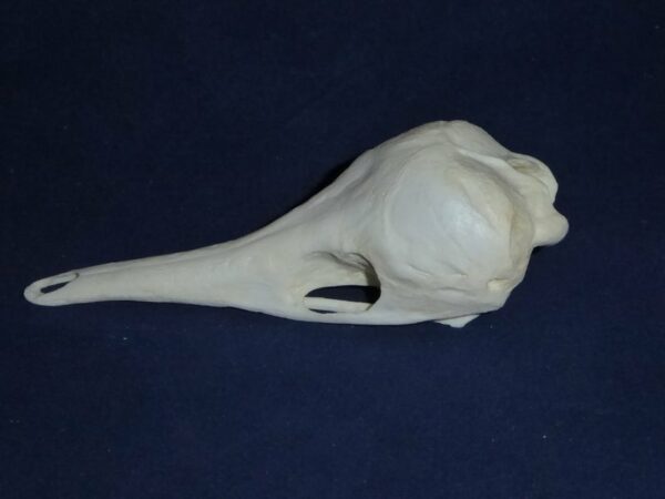 short-nosed echidna skull replica facing left