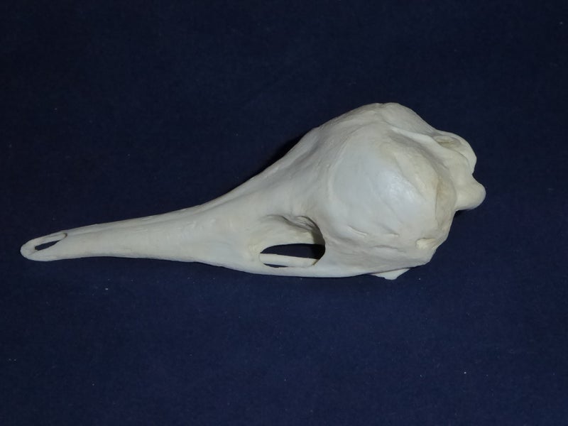 short-nosed-echidna-skull-replica-facing-left-
