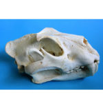siberian tiger skull replica