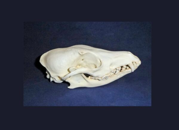 side striped jackal skull replica RS366