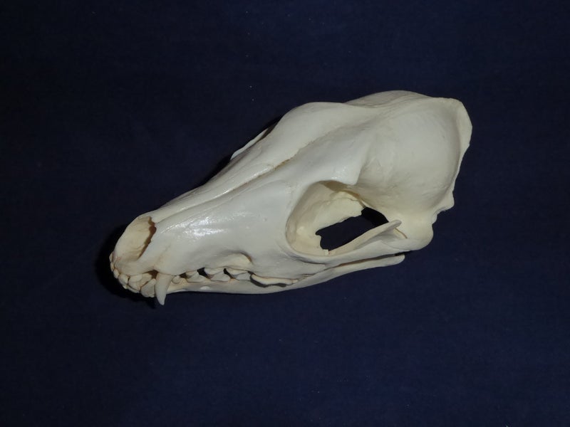 side-striped-jackal-skull-replica-facing-left-RS366