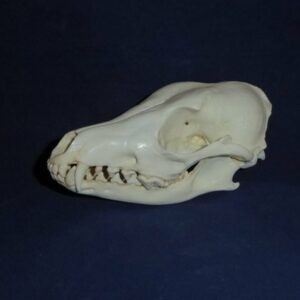 side striped jackal skull left