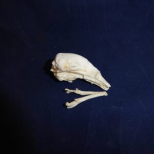 silky anteater skull replica blue background 2 RS445