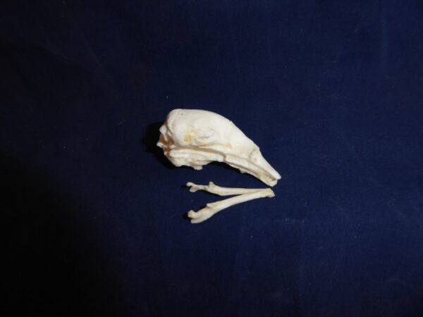 silky anteater skull replica blue background 2 RS445