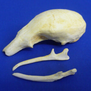silky anteater skull replica rs445 blue background