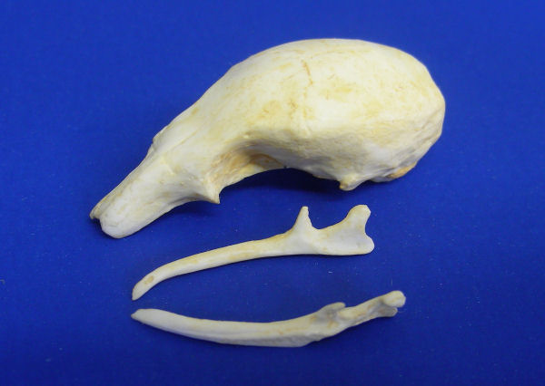 silky anteater skull replica rs445 blue background