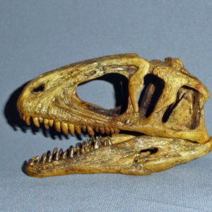 sinraptor dinosaur skull replica