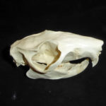 slender-tailed-cloud-rat-skull-RS452