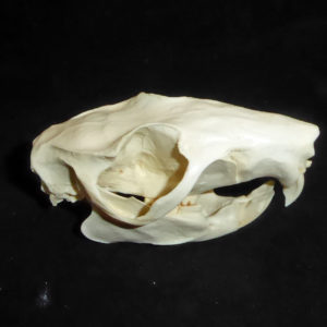 slender-tailed cloud rat skull