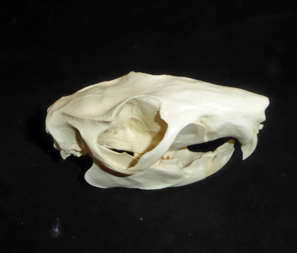 slender-tailed cloud rat skull