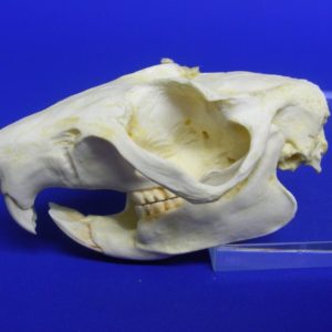 slender tailed cloud rat skull replica