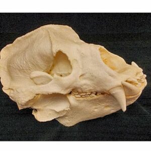 sloth bear skull replica close up