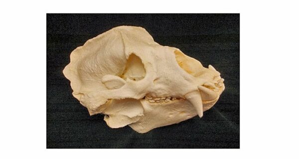 sloth bear skull replica close up