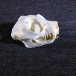 slow-loris-male-skull-CA16745