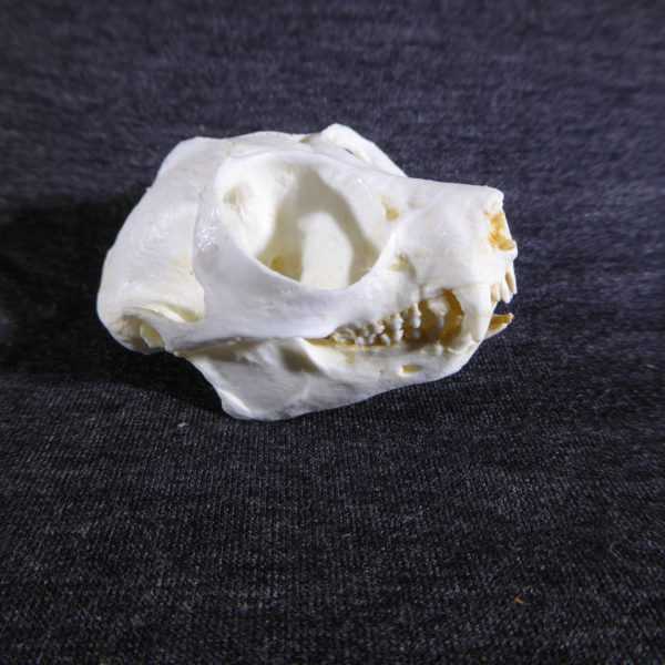 slow loris male skull