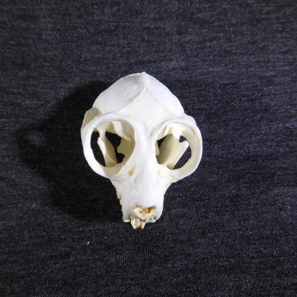 slow loris male skull facing forward