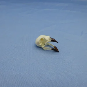 Small ground-finch skull replica showing adaptations for foraging, life-size scale.