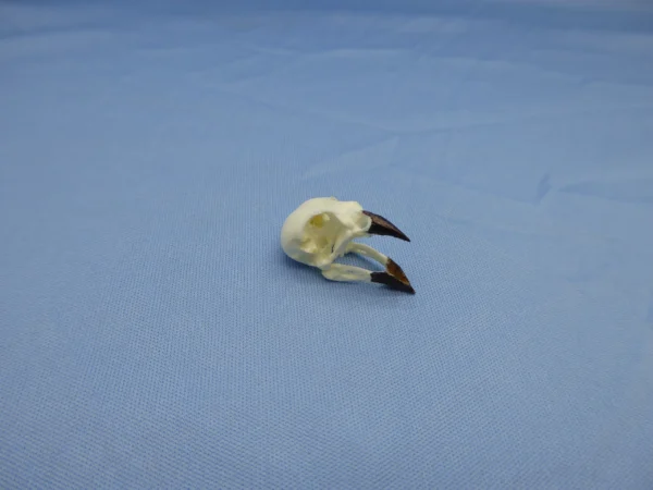 Small ground-finch skull replica showing adaptations for foraging, life-size scale.