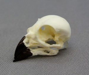 Small ground finch skull replica (Geospiza fuliginosa) to show specialized beak adaptation for seed-crushing.