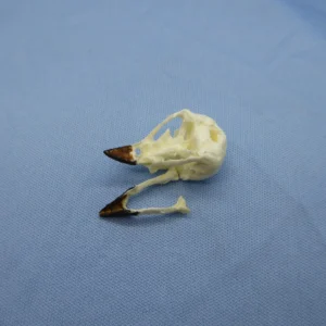 A life-size Small Tree Finch (Camarhynchus parvulus) skull replica featuring a separate cranium and mandible to demonstrate anatomical structure and jaw assembly.