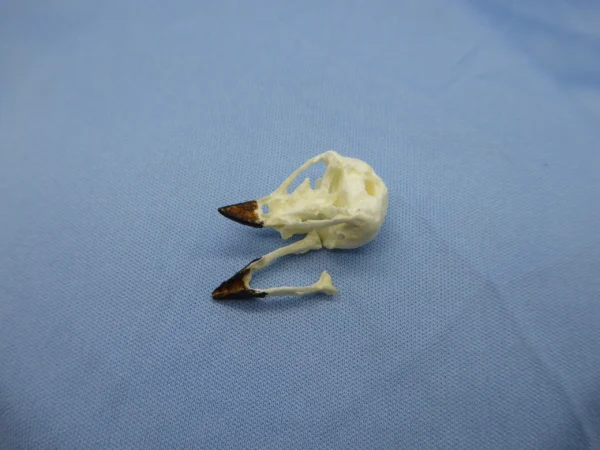 A life-size Small Tree Finch (Camarhynchus parvulus) skull replica featuring a separate cranium and mandible to demonstrate anatomical structure and jaw assembly.