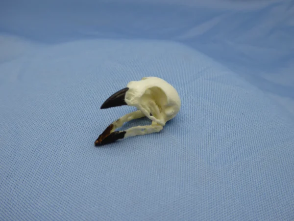 A life-size museum-quality resin replica of a Small Tree Finch (Camarhynchus parvulus) skull with the beak in an open position to show the jaw articulation and the species' characteristic curved beak structure.