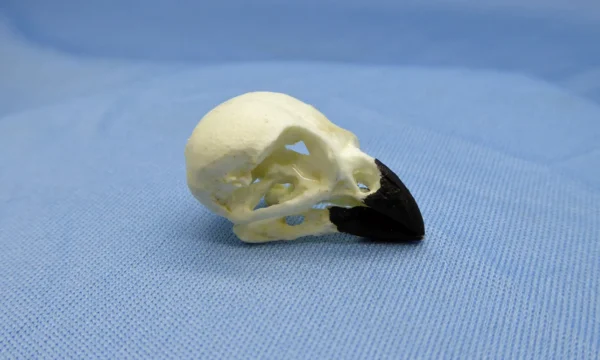Side view of a Small Tree Finch skull replica with closed beak.
