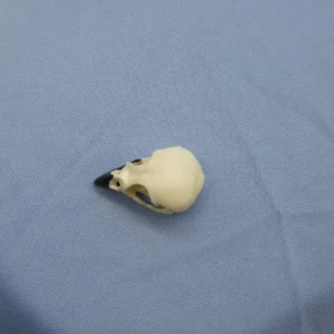 A top-down dorsal view of a Small Tree Finch (Camarhynchus parvulus) skull replica showing the symmetrical cranium and the specialized curved beak shape.