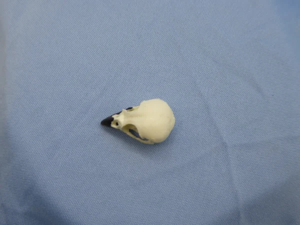 A top-down dorsal view of a Small Tree Finch (Camarhynchus parvulus) skull replica showing the symmetrical cranium and the specialized curved beak shape.