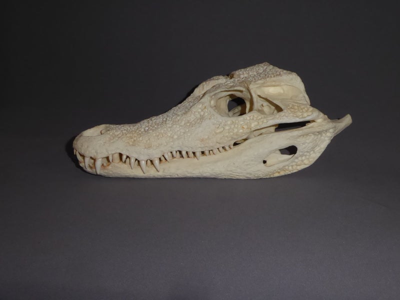 smooth-fronted-caiman-skull-left-replica