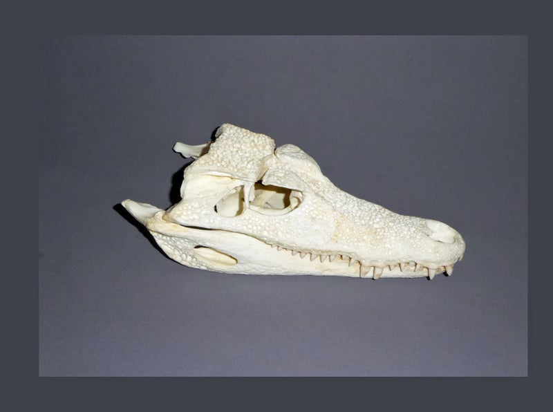 Smooth Fronted Caiman Skull SkeletonsAndSkullsSuperstore