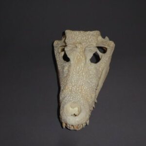 smooth fronted caiman skull straight replica