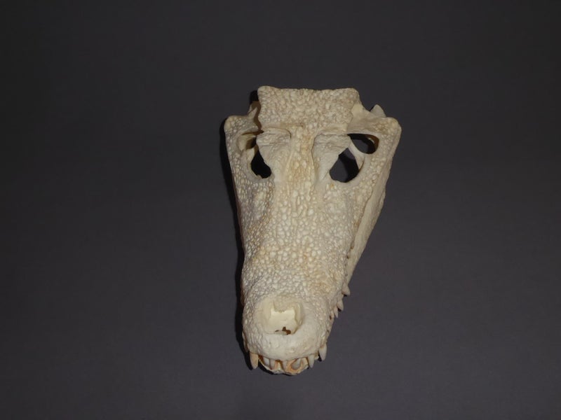 Smooth Fronted Caiman Skull SkeletonsAndSkullsSuperstore