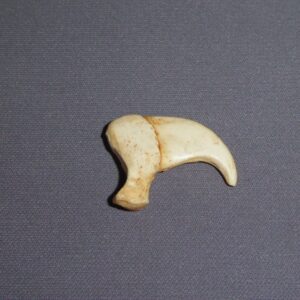 Snow Leopard Left Claw - Image 2