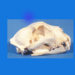 snow-leopard-skull-replica-CA20736