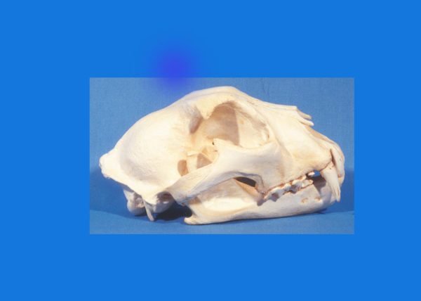 snow leopard skull replica