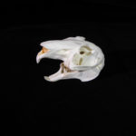 snowshoe-rabbit-skull-replica-facing-left-RS401