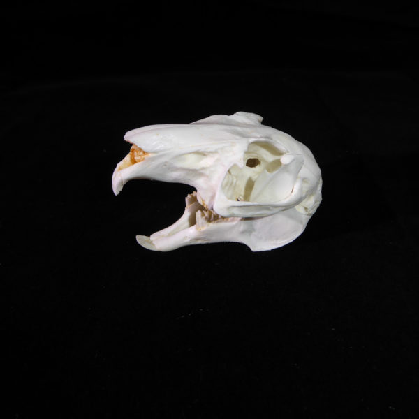 snowshoe rabbit skull replica facing left