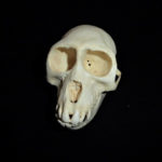 sooty-mangabey-female-skull-CARB1423