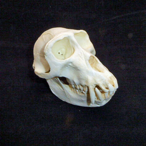 sooty mangabey male skull