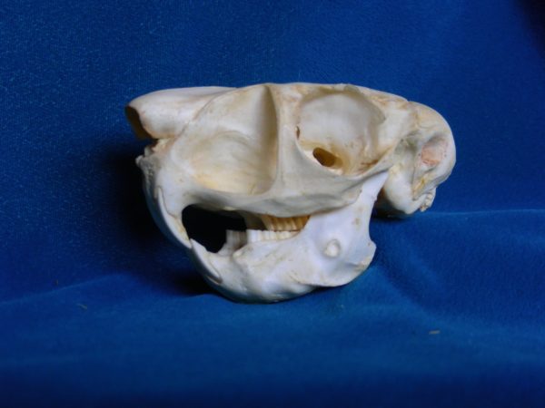 south african springhare skull