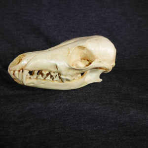 south-american gray fox skull