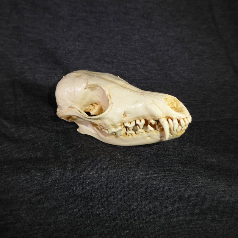 south-american-gray-fox-skull-facing-right-RS383