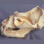 southern-sea-lion-male-skull-RS103
