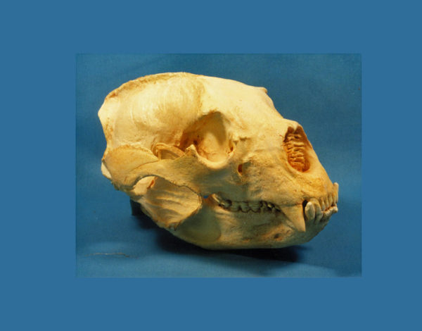 spectacled bear skull replica