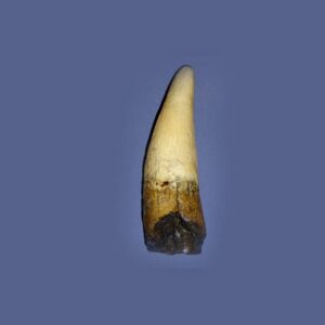spinosaurus tooth replica T31F