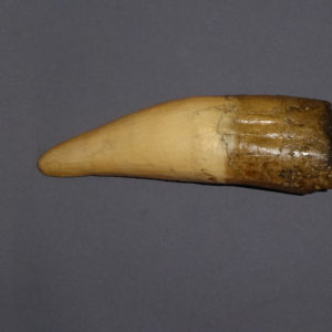 spinosaurus tooth f side view
