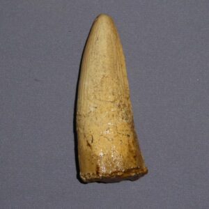 spinosaurus tooth replica T31A
