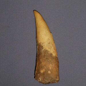 spinosaurus tooth replica facing left T31e